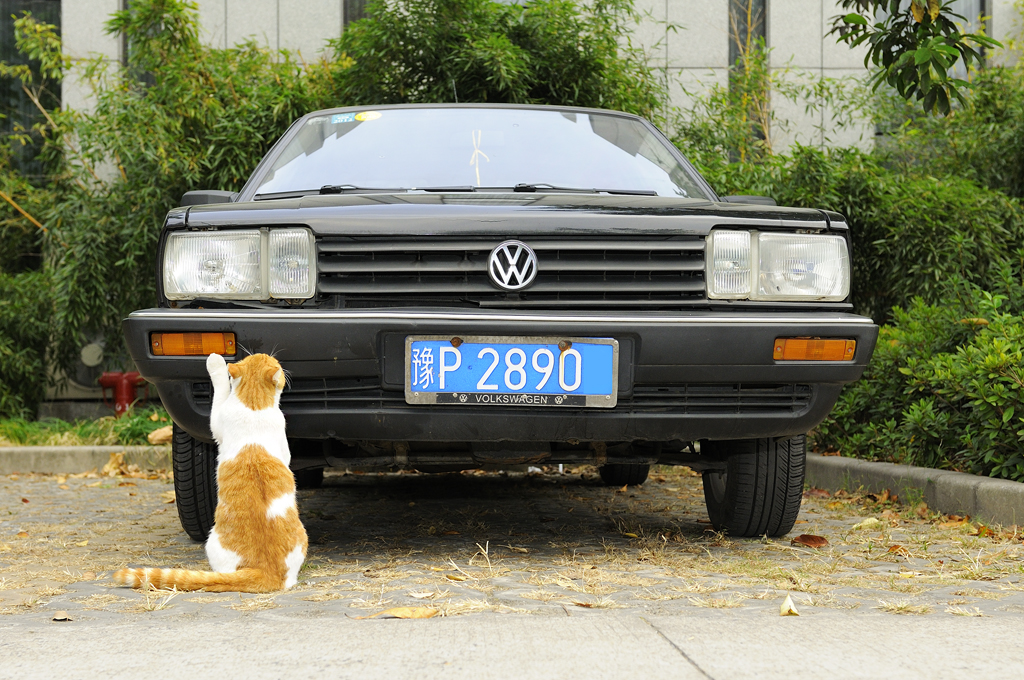chat et voiture