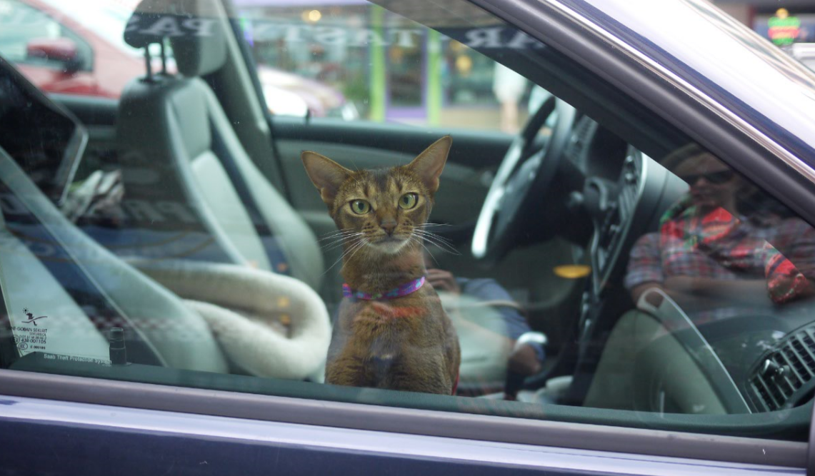 chat dans voiture