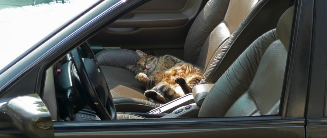 Votre animal en voiture : comment amener son chat en vacances ?